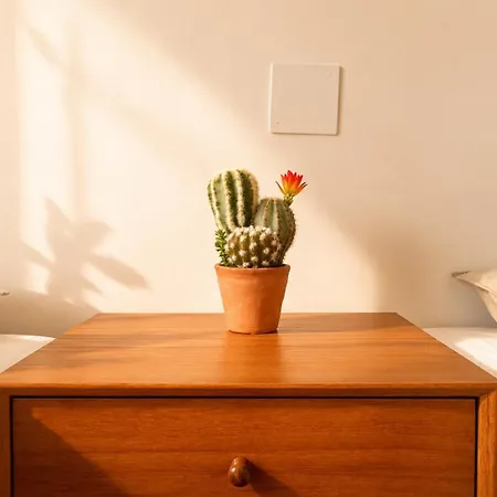 Cactus Apartment *
